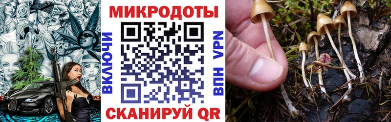 Галлюциногенные грибы Psilocybine cubensis  Змеиногорск 